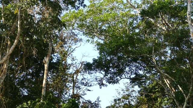 monkeys jumping around in the trees on the background true the branches. Steady shot