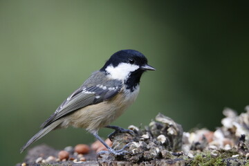 Coal tit feeding in the garden
