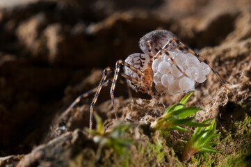 Spitting spider (Scyotode thoracica) female with eggs.