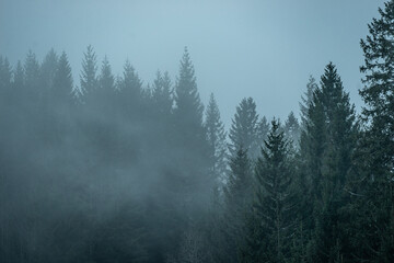 Schwarzwald Nebel düstere Stimmung 