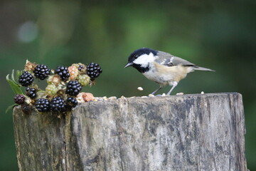Coal tit feeding in the garden