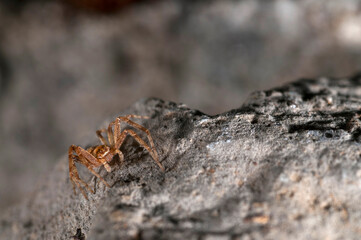 False crab spider (Philodromidae).