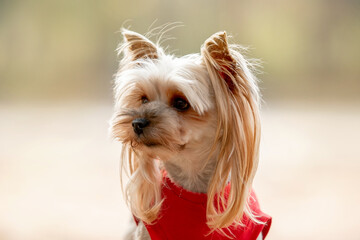 Beautiful little dog running in the forest