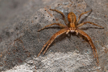 False crab spider (Philodromidae).