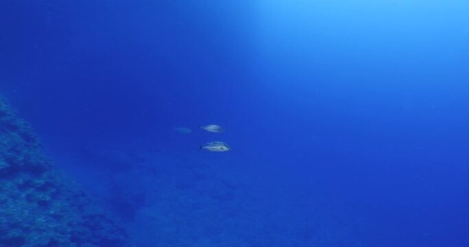 jackfish group underwater looking for food