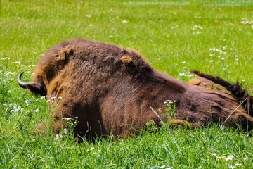 European bison, European bison, summer herbivore, animals. © Dzmitry