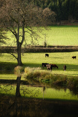 Fototapeta premium Rural landscape