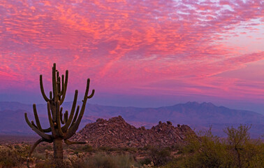 Desert Sunset Skies With Large Saguaro Cactus