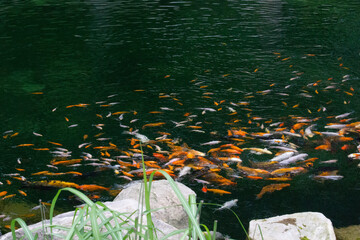 Koi carp fish swimming in pond. Chinese brocaded carp. 