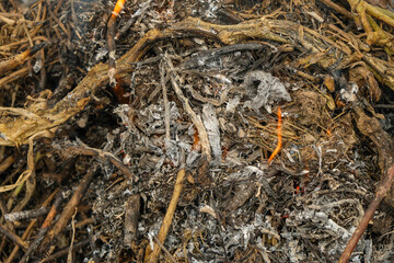 Burnt weed texture. Fire and ashes.