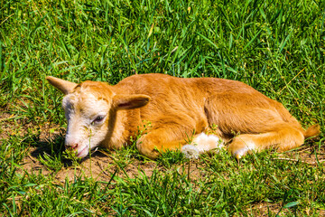 Little young red lamb lies on the grass and cannot get to its feet.