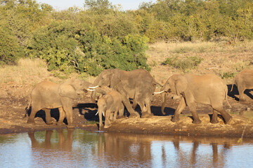 Obraz premium Afrikanischer Elefant / African elephant / Loxodonta africana.