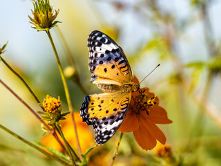 Tropical fritillary butterfly on golden cosmos 15