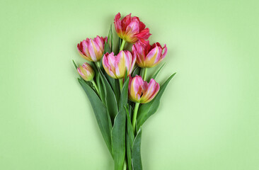 Coral tulip flowers on green paper
