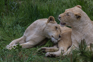 Two lionesses lie on the grass and caress each other. The lion (Panthera leo) is a species in the family Felidae. Typically, the lion inhabits grasslands and savannas, but is absent in dense forests.