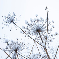 hogweed in snow, plant on white background, dry plant hogweed in the natural environment in the winter