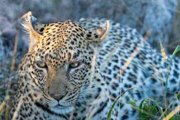 Leopard (Panthera pardus) in the Timbavati Reserve, South Africa