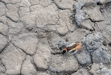 Small Crab on Dry Cracked Dirt Trail