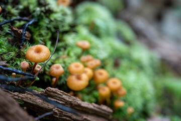 Single Mushroom in Focus