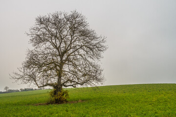 Obraz premium Kahle Obstbäume im Spätherbst