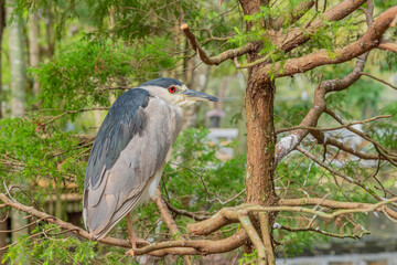 Green heron bird with red eyes perched on tree branch in nature preserve