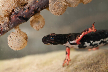 Northern spectacled salamander (Salamandrina perspicillata) underwater with eggs, Liguria, Italy.