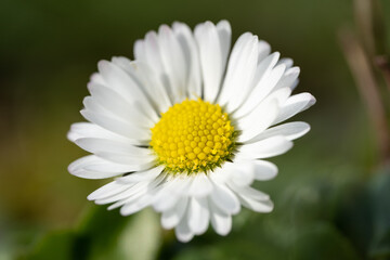 Obraz premium Flowers