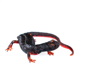 Northern spectacled salamander (Salamandrina perspicillata) on white background, Liguria, Italy.