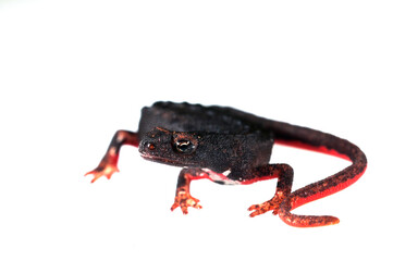 Northern spectacled salamander (Salamandrina perspicillata) on white background, Liguria, Italy.