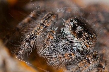 A jumping spider (Philaeus chrysops) female portrait, Liguria, Italy.