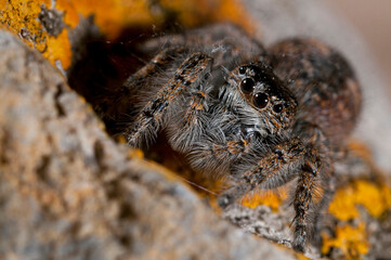 A jumping spider (Philaeus chrysops) female portrait, Liguria, Italy.