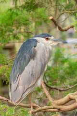 Green heron bird with red eyes perched on tree branch in nature preserve
