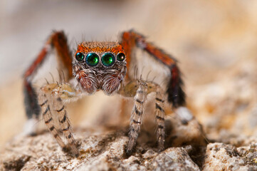 Male of Saitis barbipes (Salticidae)