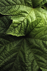 Obraz premium Green leaves in dark background.Tropical leaves forest wallpaper
