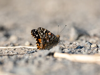Painted Lady resting on a gravel path 2