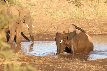 Afrikanischer Elefant / African elephant / Loxodonta africana