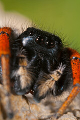 A jumping spider (Philaeus chrysops) male portrait, Liguria, Italy.