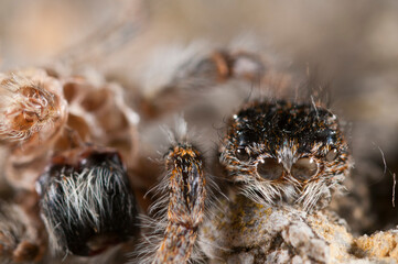 Jumping spider (Philaeus chrysops) exuvia.