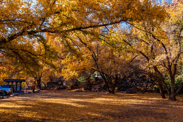 Fall Color In Oak Creek Canyon In Sedona