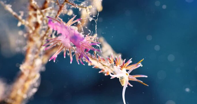 nudibranch flabellina nudi branch nudybranch  underwater slug ocean scenery