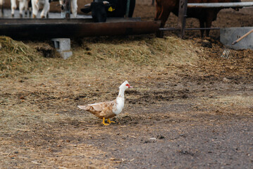 Domestic duck on a poultry farm on a summer day. Farming. Agricultural industry