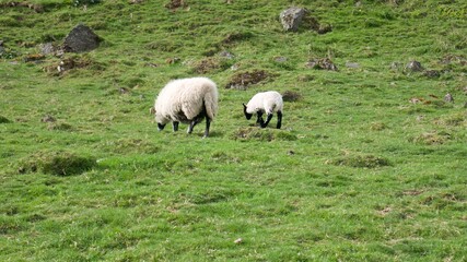 wooly sheep and its lamb with black legs on a green pasture