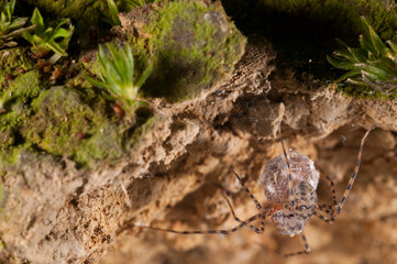 Spitting spider (Scytodes thoracica) female with juveniles.