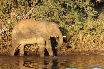 Afrikanischer Elefant / African elephant / Loxodonta africana