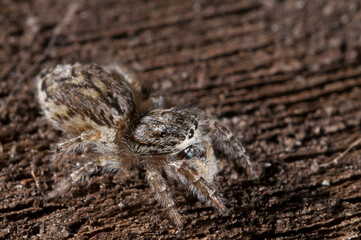 Jumping spider (Pseudicius encarpatus) female, Italy.