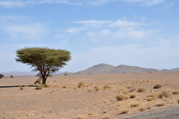 Acacia en un paisaje desierto de Timatrouine al sur de Marruecos