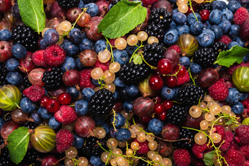 Gooseberries, blueberries, mulberry, raspberries, white and red currants.