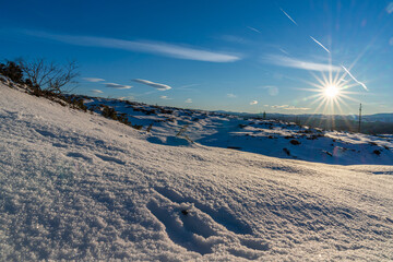 trace after a rabbit in the snow