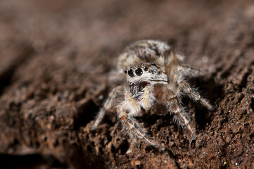 Jumping spider (Pseudicius encarpatus) female, Italy.