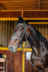 Thoroughbred stallion close-up in the stable at the ranch. Animal husbandry and breeding of...